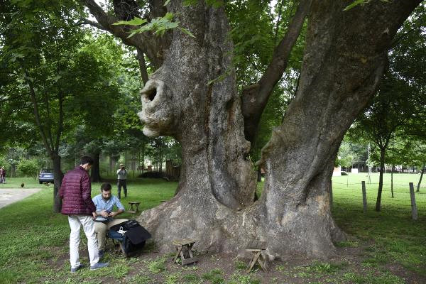 Bin Yıllık Çınar İçin Koruma ve Tescil İşlemi Başlatıldı
