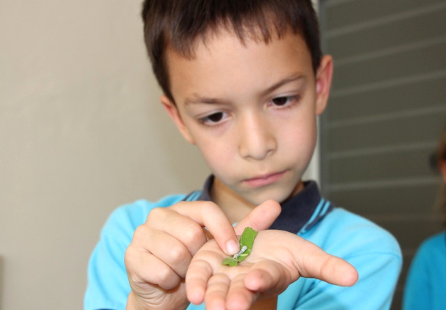 İlkokul Öğrencileri Okulda, İpek Böcekçiliği Yapıyor