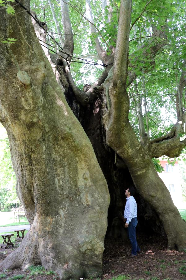 Samsun’da Bin Yıllık Dev Çınar