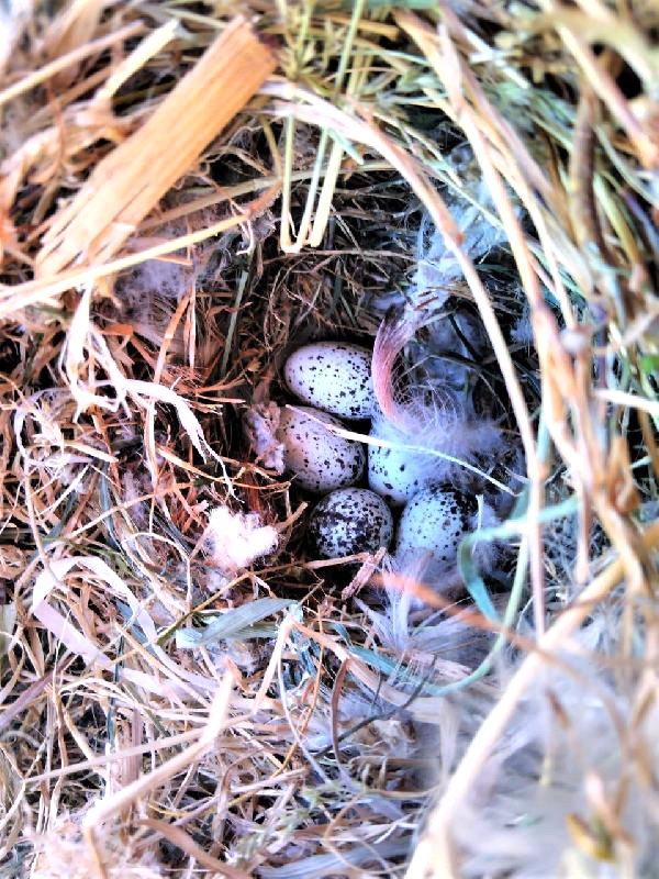 Kaçak Yapıların Yıkımına Kuş Yuvası Engeli