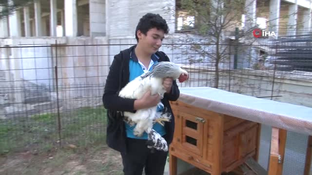 Liseyi Tavukları ile Okuyor… Tavuklarından Vazgeçemeyen Genç, Lisenin Bahçesine Kümes Kurdu