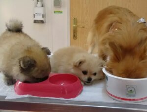 Erkek arkadaşı konuta bilinmeyen kamera yerleştirdi, köpeklere azap ettiği ortaya çıktı