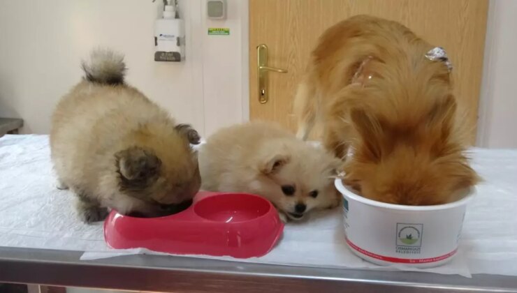 Erkek arkadaşı konuta bilinmeyen kamera yerleştirdi, köpeklere azap ettiği ortaya çıktı