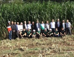 Bafra’da Maralfalfa Bitkisinin Birinci Hasadı Yapıldı