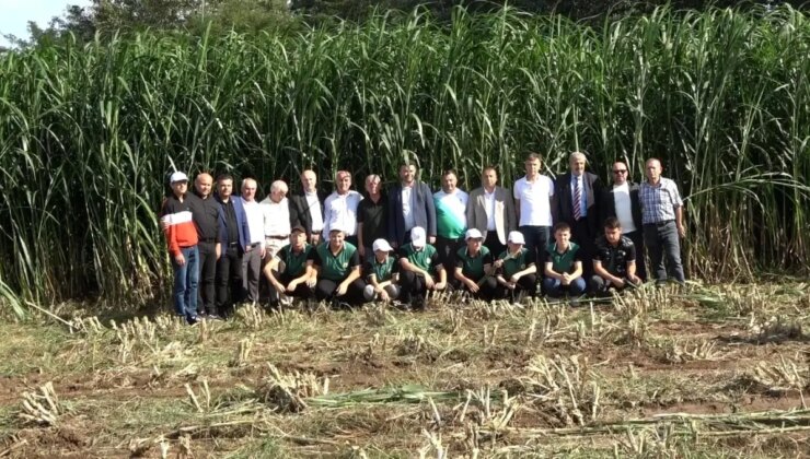 Bafra’da Maralfalfa Bitkisinin Birinci Hasadı Yapıldı
