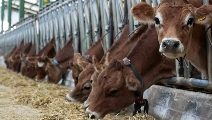 Türkiye, Avrupa’daki mavi lisan hastalığı nedeniyle hayvan ithalatını durdurdu