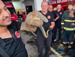Yalova’ya feribotla gelen arabada yılan çıktı; o anlar kamerada